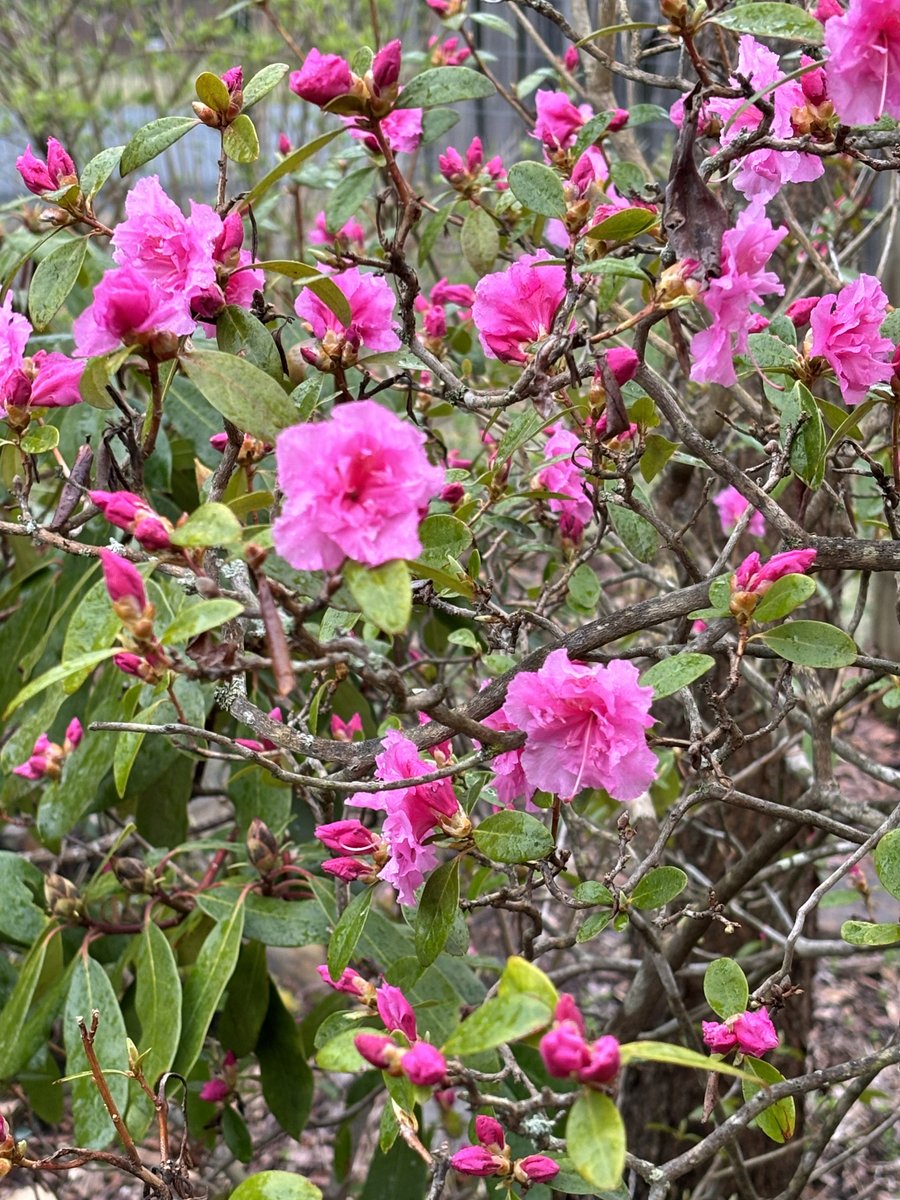 Sally Rowe tweet media