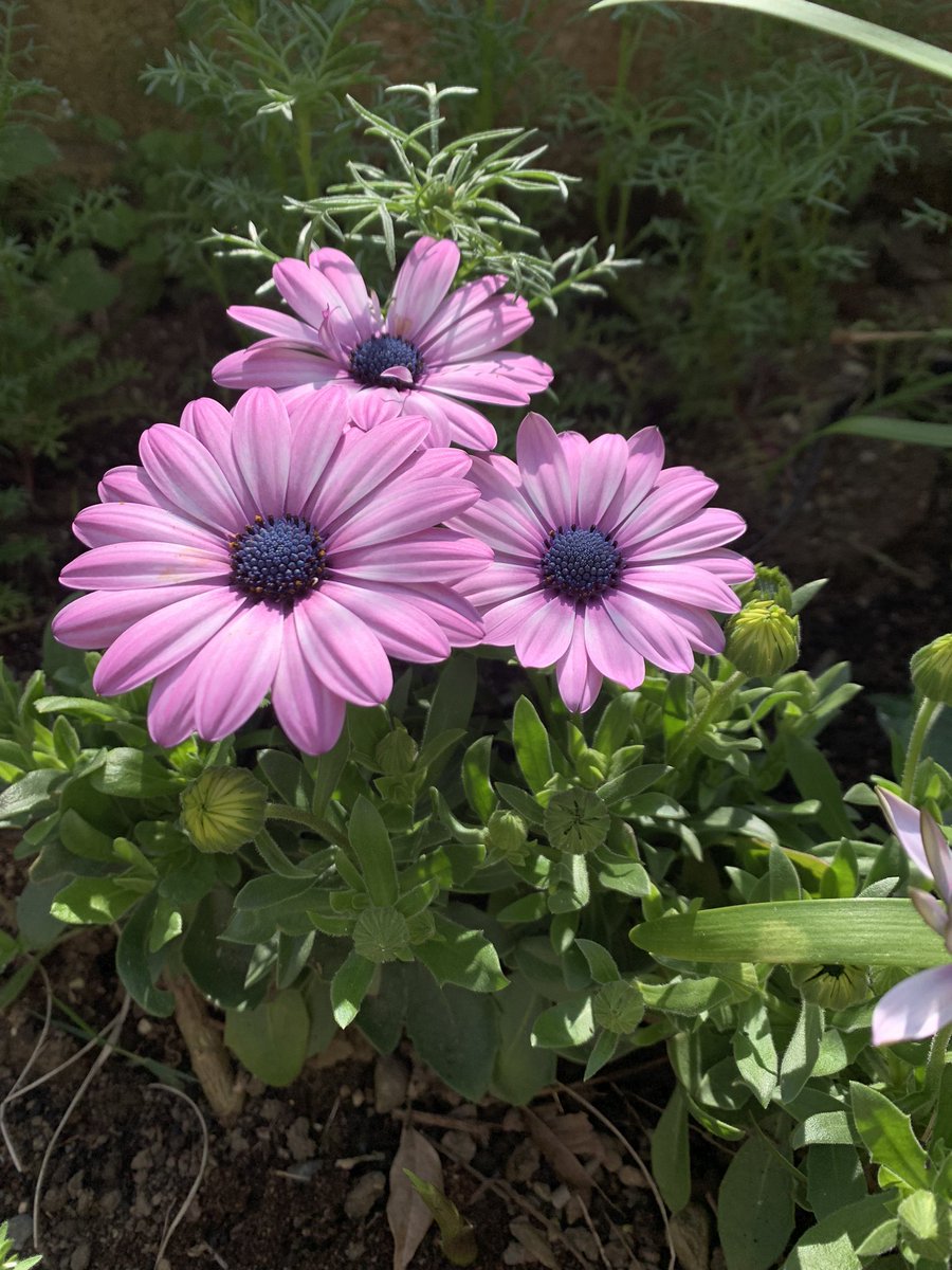 今朝の花。何年目かのオステオスペルマム、挿し芽からの。先週の咲きはじめは白っぽかったのが、色づいた。空は晴れ、暑くなるかも。