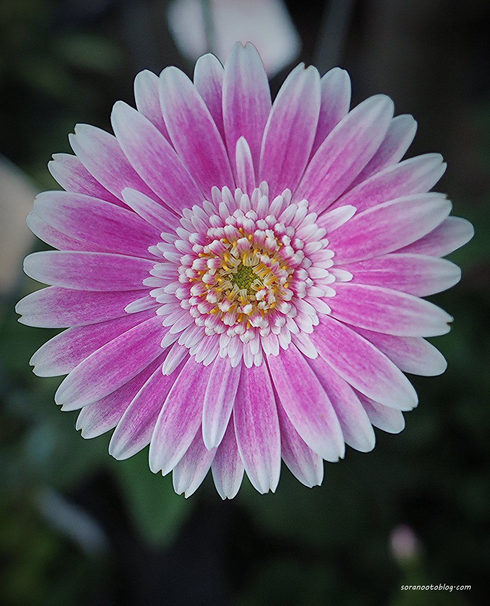 gerbera🇯🇵

#photooftheday #photography #flowerphotography #nature #TLを花でいっぱいにしよう #写真好きな人と繋がりたい
twitter.com/soranootoblog/…