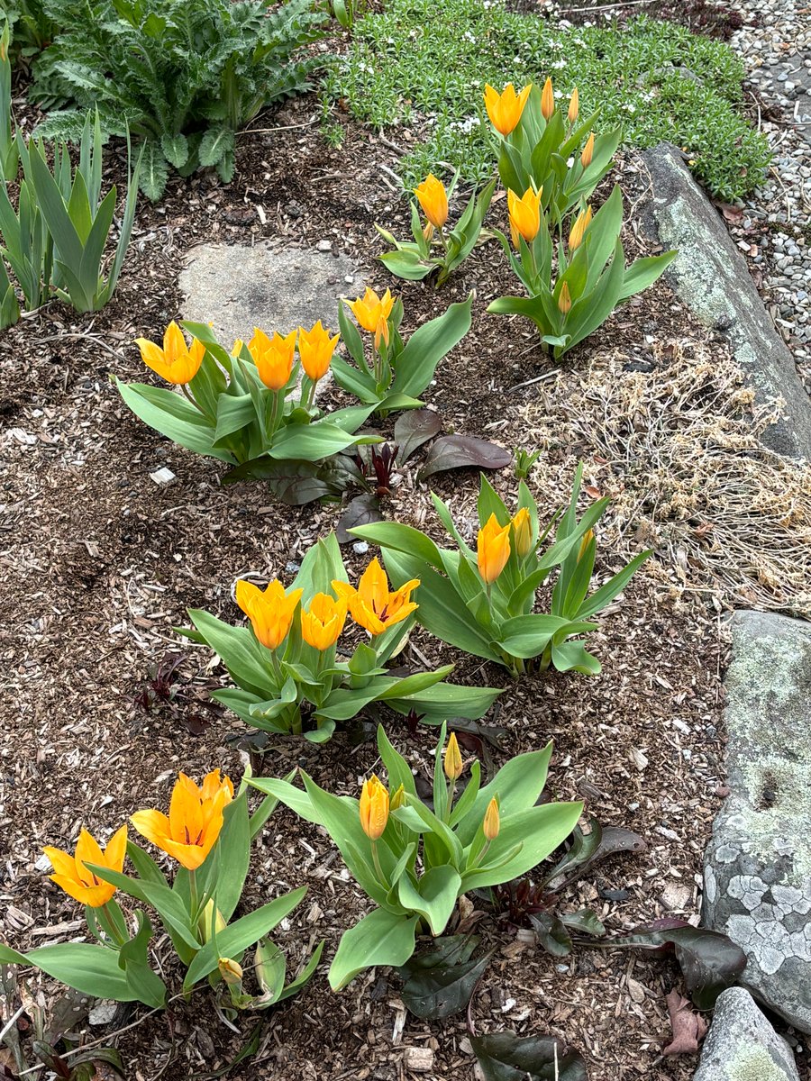 Sally Rowe tweet media