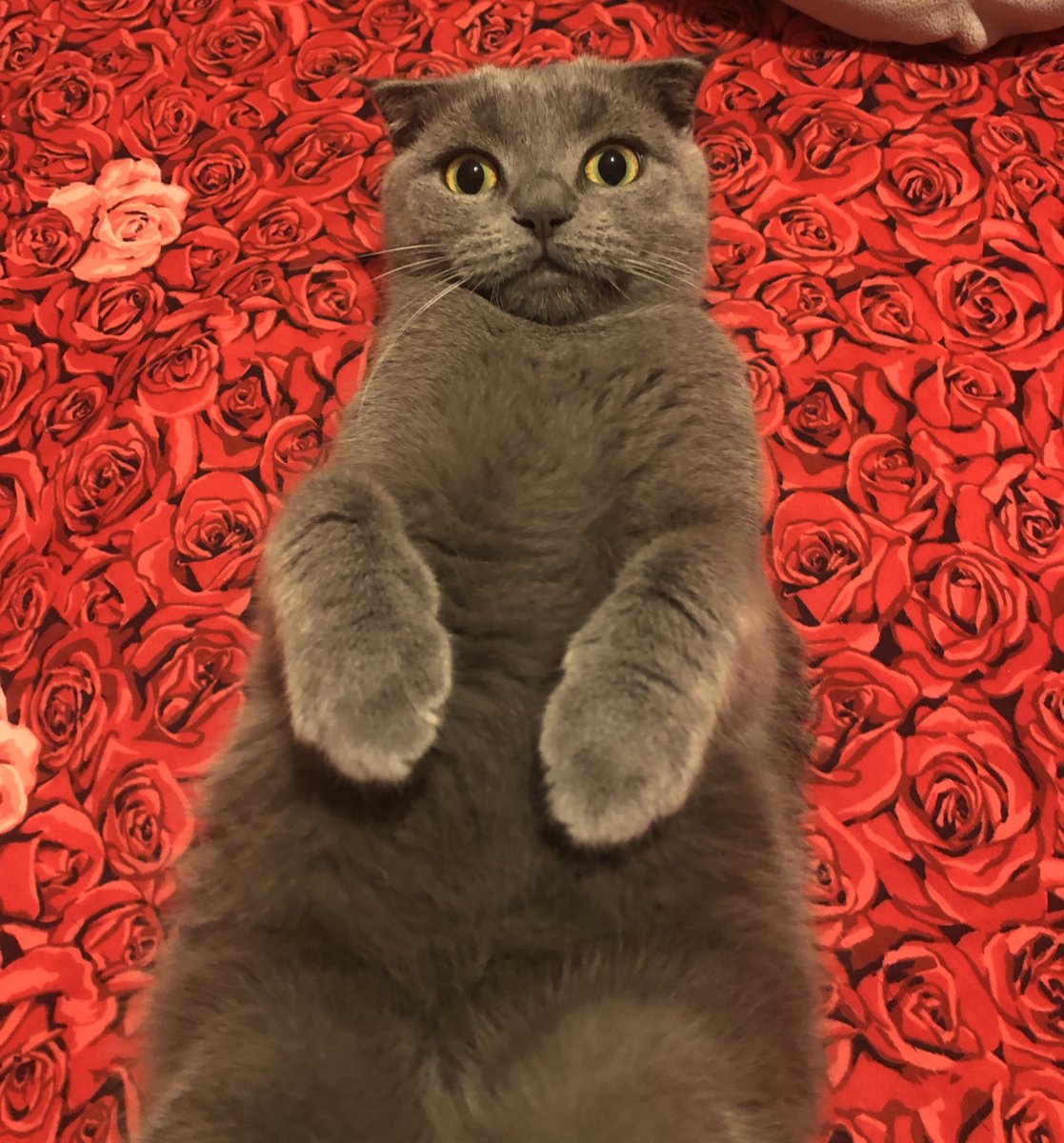 iremaay's tweet photo. Adı: Galia
Soyadı: Yok
Yaş: 2.5
IQ: Çok üstün zekalı (gel deyince geliyo)
Mental: Ödül maması yerken 10/10 geri kalan zamanda 5/10
Fiziksel: gece 3le 5 arası aralıksız koşabilir atletik, tırnaklarını kestirmiyo kolunuza faça atabilir https://t.co/tPLFHTkEjh
