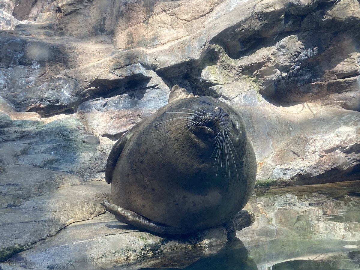 朝の日差しを浴びてうとうと💤 #ゴマフアザラシ #水面スレスレ #ユキナ #アクアマリンふくしま