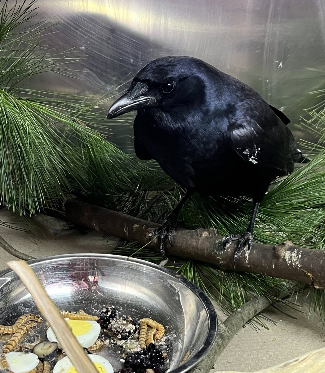 A swollen wrist grounded this American crow, but fortunately he was rescued in Chelsea and brought in for care. We’ll be giving him X-rays tomorrow. In the meantime he’s receiving fluids, painkiller and a special Sunday Supper, corvid-style. 📷: Rachel Frank