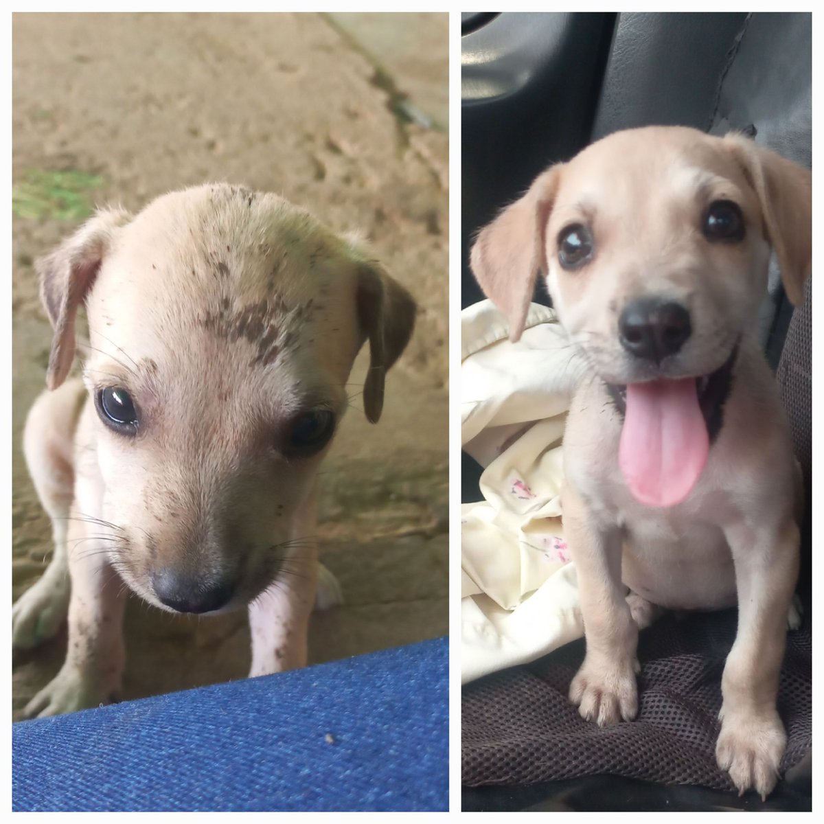 1era foto: así lo sacamos del refugio
2da foto: eos semanas después,  así lo fuimos a entregar a su nuevo hogar

Adopta
Adopta
Adopta