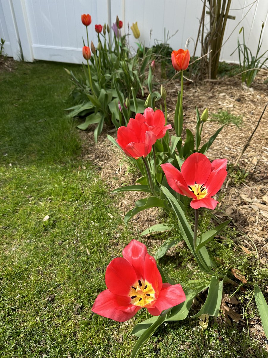 #Tulip Season at Family’s Home on #LongIsland, New York. 🌷
🌷
#Tulips 🌿💨🙂‍↔️