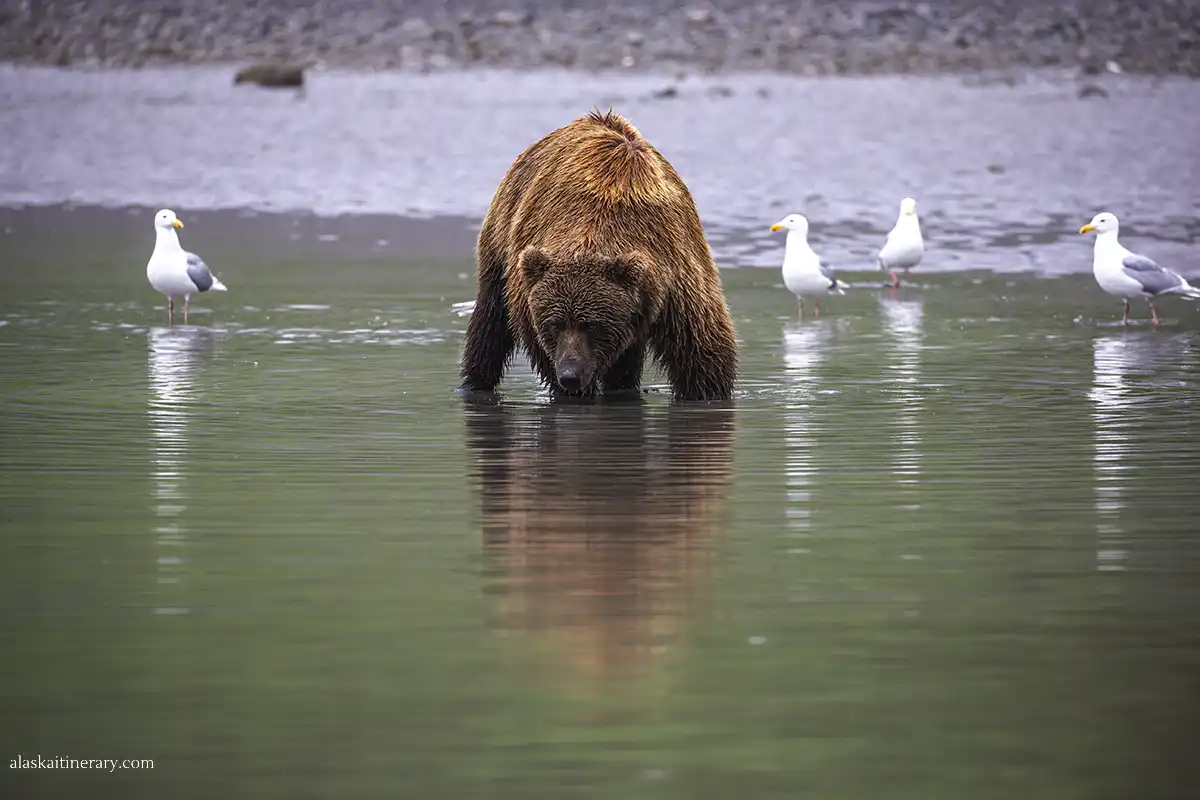 AlaskaItinerary's tweet photo. We have just booked a #bear viewing tour to Lake Clark #NationalPark! This time, we will get there by #boat! Below are some photos from our earlier trip to Lake Clark: https://t.co/9uoatXaXFo

#bearviewing #wildlifephotography #lakeclark #alaska https://t.co/Mny8Gq5kUj
