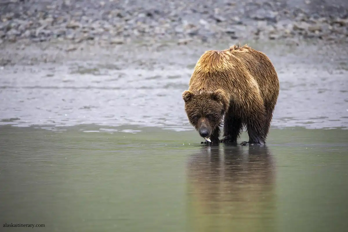 AlaskaItinerary's tweet photo. We have just booked a #bear viewing tour to Lake Clark #NationalPark! This time, we will get there by #boat! Below are some photos from our earlier trip to Lake Clark: https://t.co/9uoatXaXFo

#bearviewing #wildlifephotography #lakeclark #alaska https://t.co/Mny8Gq5kUj