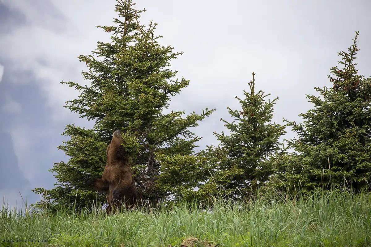 AlaskaItinerary's tweet photo. We have just booked a #bear viewing tour to Lake Clark #NationalPark! This time, we will get there by #boat! Below are some photos from our earlier trip to Lake Clark: https://t.co/9uoatXaXFo

#bearviewing #wildlifephotography #lakeclark #alaska https://t.co/Mny8Gq5kUj