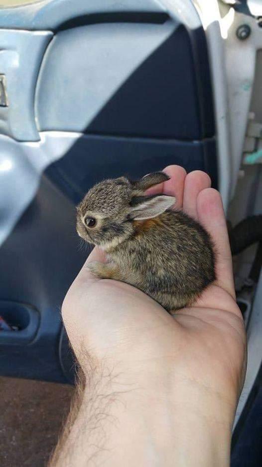 HeatherIsUnsane's tweet photo. What would you name this little boop? https://t.co/J8vZwPjy7i
