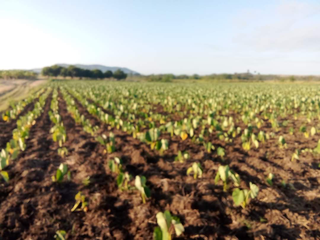 Campo de malanga en Sancti Spiritus #SoberaníaAlimentaria