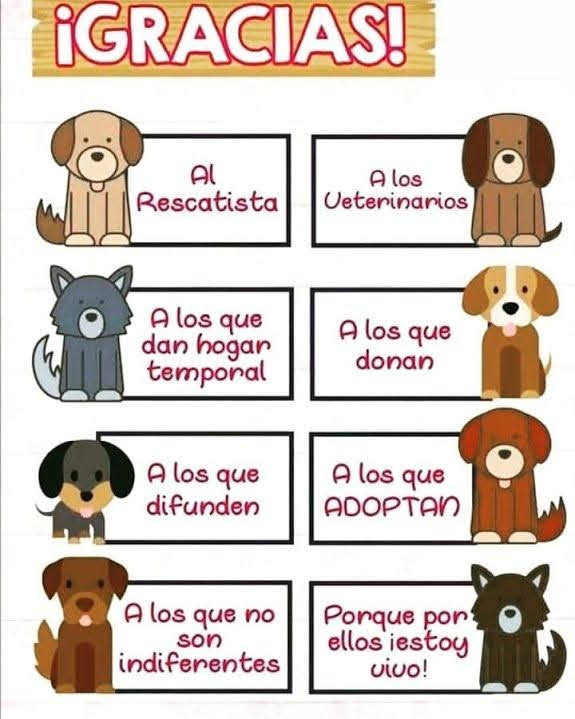 Entre perros y gatos tweet media