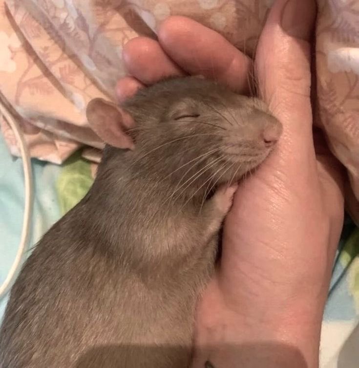 LadyStitch_'s tweet photo. Es que las ratas son tan monas 🥹 https://t.co/Hhp1BGoGTh