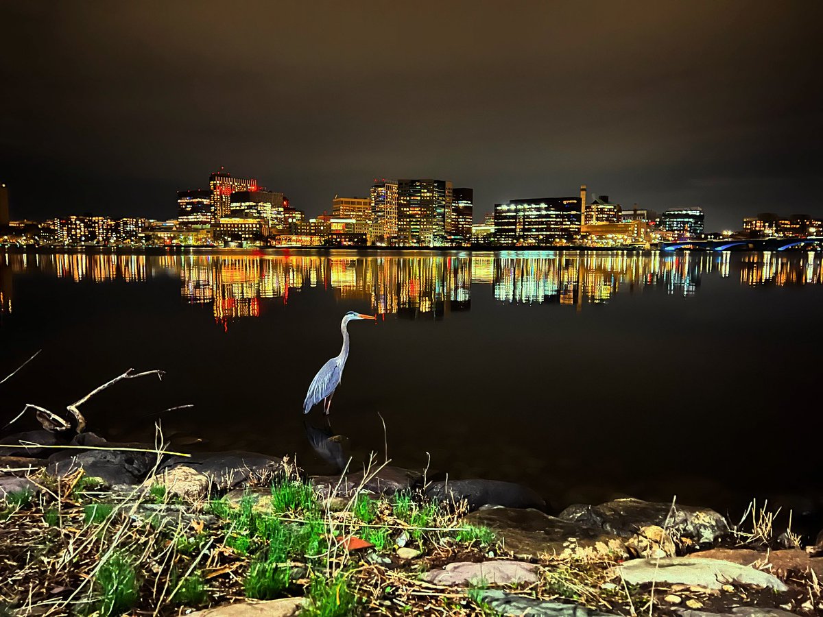 Boston is a strange city, you can be walking the dogs and see a heron when you are 5 mins away Backbay