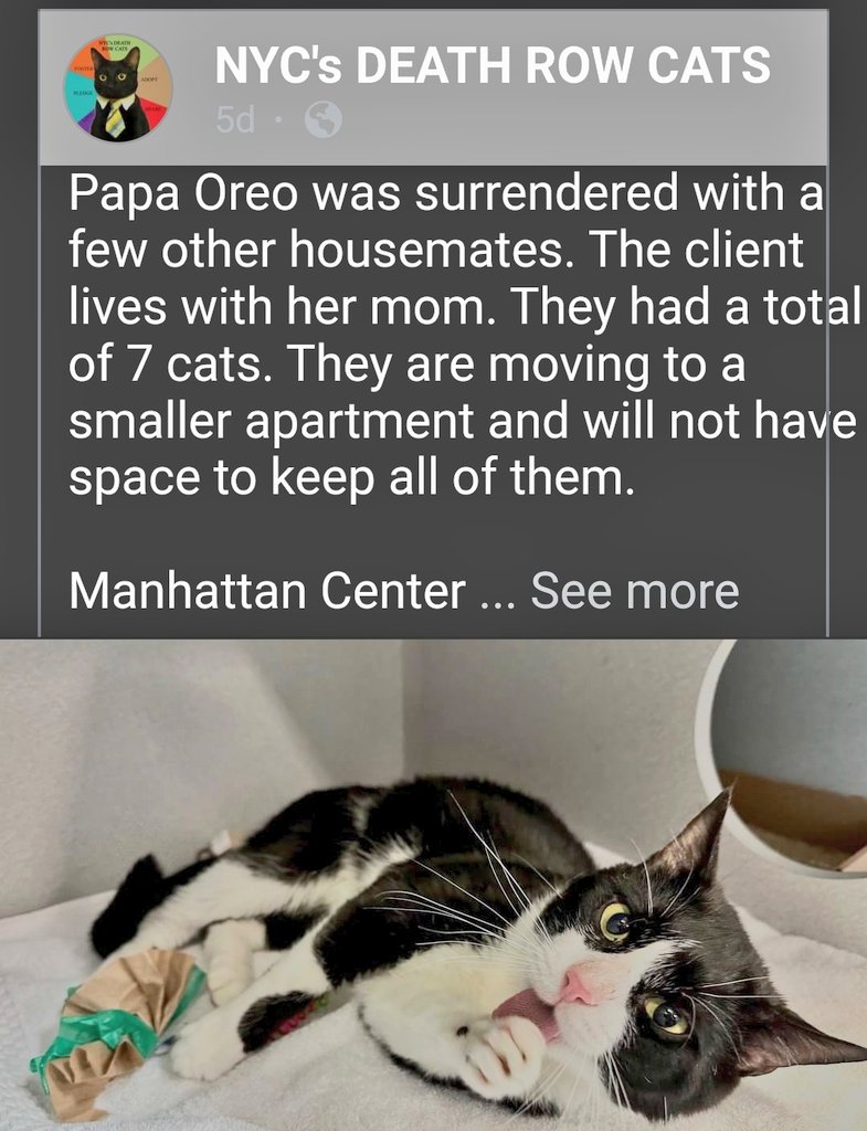 📢🇺🇸🗽🆘️⏳😿Please RT to find Papa Oreo 😿still wearing a shelter collar #NYC #missingcat #lostcat #Bronx #CatsOfTwitter #CatsOfX @HAPetRescuer