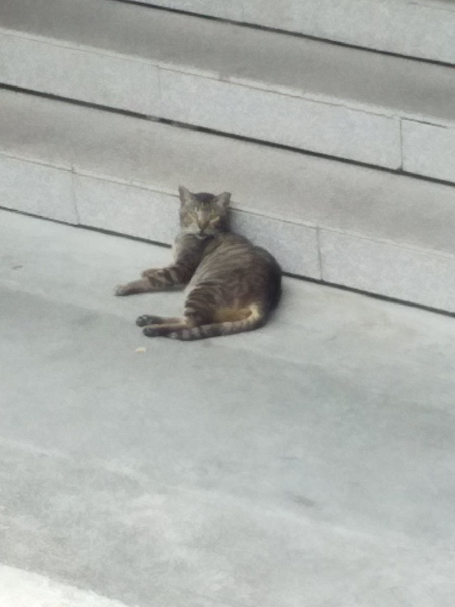 TajiriBuzzsaw's tweet image. きのう、バスが会場に到着したらネコがいた。

#九州プロレス
#qpro
#MWF