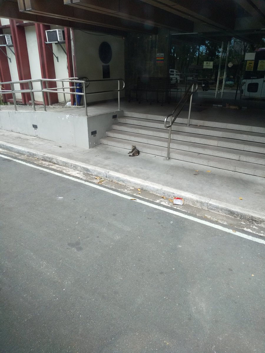 TajiriBuzzsaw's tweet image. きのう、バスが会場に到着したらネコがいた。

#九州プロレス
#qpro
#MWF