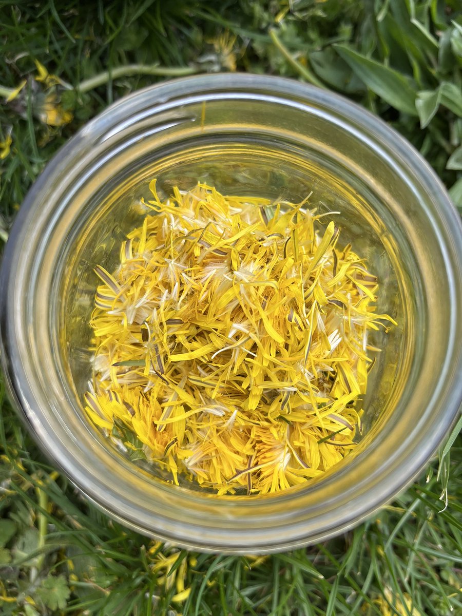 Picking petals on a quiet Sunday to make dandelion wine.