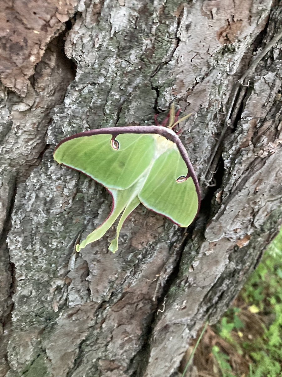 Doc_Harding's tweet image. Spotted near the garden this evening.