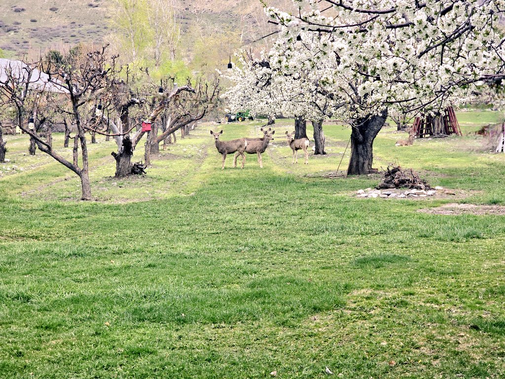 All you can hear are the 🐦, all you can smell are the 🍒 blossoms 🌸. #bezzantfarms