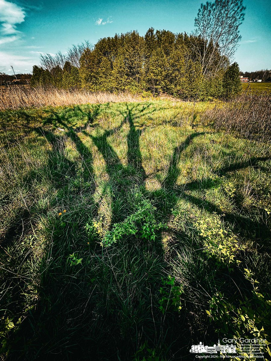 Instead of falling on the manicured grounds around what used to be the Braun Farm barn the shadow from the remaining walnut tree falls on the untended ground a year after the barn was demolished by the developer who now owns the property. tinyurl.com/4ycbjh8k