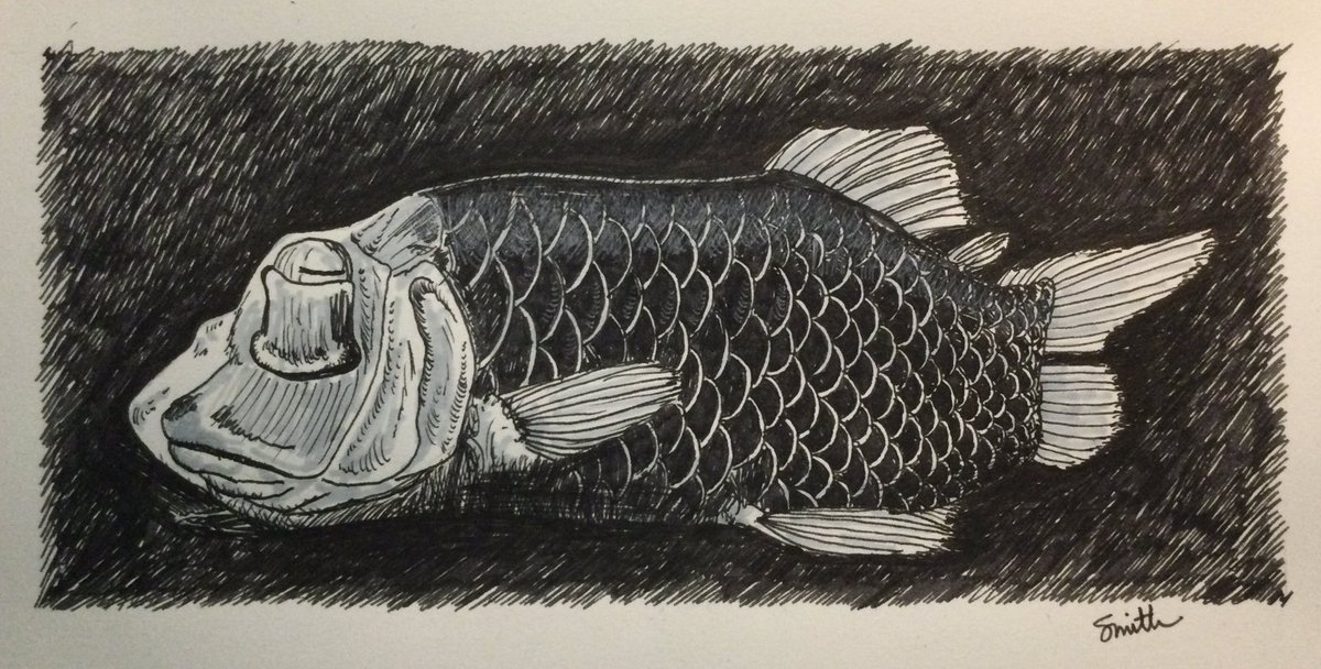 #SundayFishSketch creator, @Lampichthys, wished to see “drawings of deep-sea fishes” to celebrate her birthday. Here is a Barreleyes or Spook Fish (Opisthoproctus Soleatus), a small deep-sea fish found in tropical-to-temperate waters of the Atlantic, Pacific, & Indian Oceans.