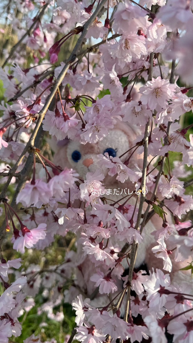 桜の妖精🧚‍♀️
#ダッフィーアンドフレンズ