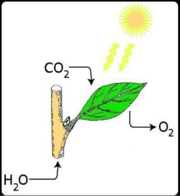 Here's a fifth grade science lesson for you climate nutjobs who can only learn through pictures 

It's called photosynthesis