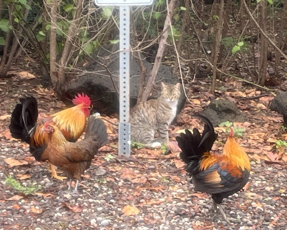 Saw this cat hanging out with a gang of chickens. 🐓