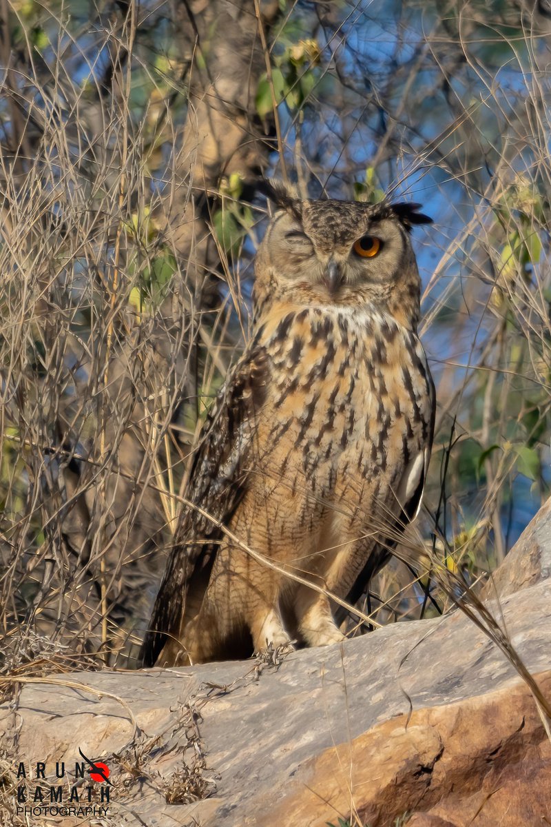 Its Monday again after two days of amazing festivities and the lovely weather. Its an #owlsome day. The Rock Eagle owl from Gurgaon for the day. #IndiAves #TwitterNatureCommunity #birdwatching