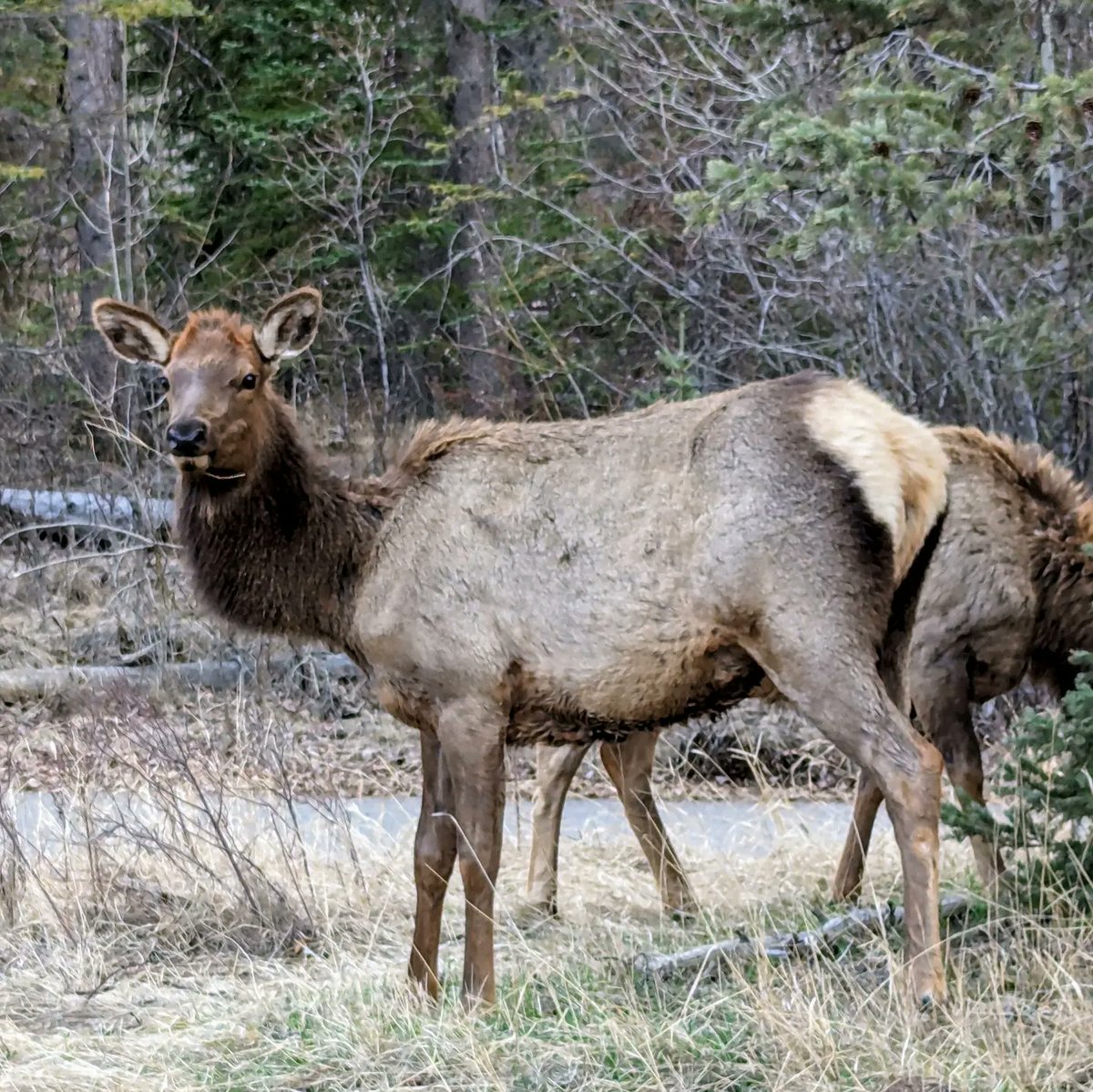 Principal Kafele tweet media