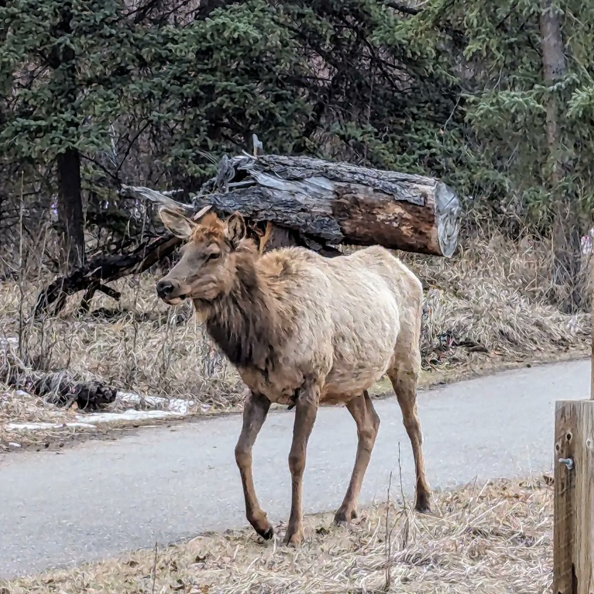 Principal Kafele tweet media