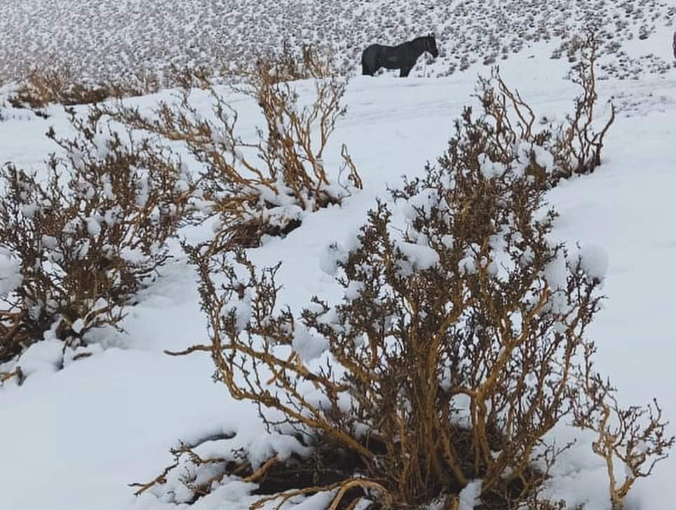 redcomunales's tweet photo. #Limari #RioHurtado Postales de la mañana del domingo en el sector cordillerano de Quebrada Amarilla donde cayó nieve en más de 10cm en algunos puntos https://t.co/IiOQ8tT45s
