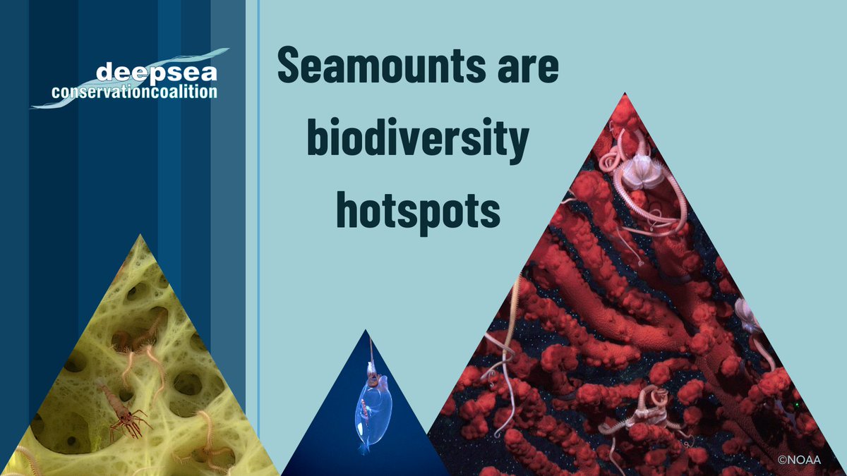 Deep Sea Conservation Coalition (@deepseaconserve) on Twitter photo #Seamounts are biodiversity hotspots. Coral forests, stony coral reefs, and sponge gardens can be found on the seamounts of the North Pacific.
<a href="/NPFC17/">North Pacific Fisheries Commission(NPFC) 北太平洋漁業委員会</a> are meeting in Osaka this week. We call on them to protect these vulnerable ecosystems: deep-sea-conservation.org/resources/prio… #Seamounts are biodiversity hotspots. Coral forests, stony coral reefs, and sponge gardens can be found on the seamounts of the North Pacific.
<a href="/NPFC17/">North Pacific Fisheries Commission(NPFC) 北太平洋漁業委員会</a> are meeting in Osaka this week. We call on them to protect these vulnerable ecosystems: deep-sea-conservation.org/resources/prio…