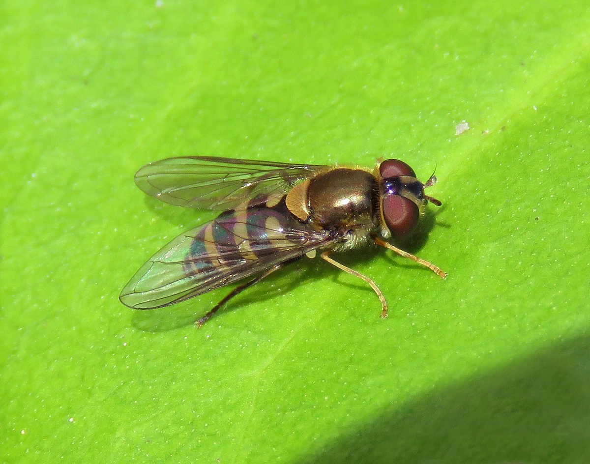 My local Kenilworth Wood seemed to wake up this weekend and provided some lovely hoverfly encounters including Megasyrphus erraticus, Criorhina ranunculi, Fagisyrphus cinctus and Parasyrphus annulatus amongst other things.