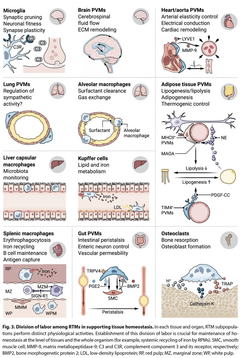 This brilliant new review of resident tissue macrophages and their outsized role for keeping us healthy is eye-opening science.org/doi/10.1126/sc… @SciImmunology @hernandezmsilva @MITBiology @ragoninstitute