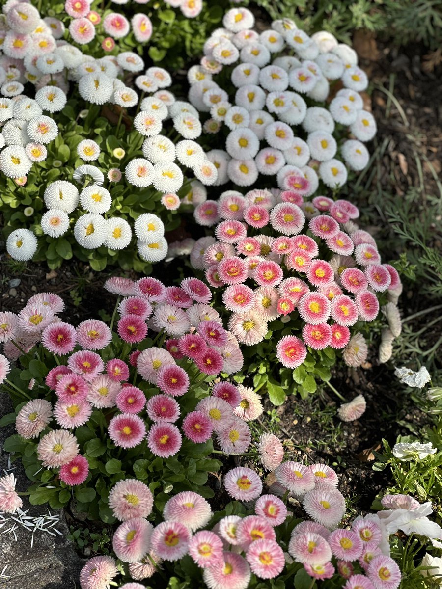 scogy's tweet photo. 綺麗でした🌸 https://t.co/CjimKcfhUM