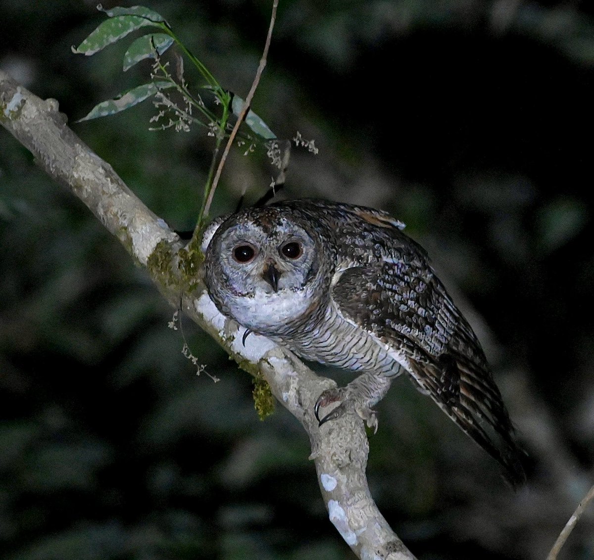 #1483 Mottled Wood Owl #OwlSomeMonday The night belongs to him!! #dailypic #IndiAves #TwitterNatureCommunity #birdwatching #ThePhotoHour #BBCWildlifePOTD #natgeoindia