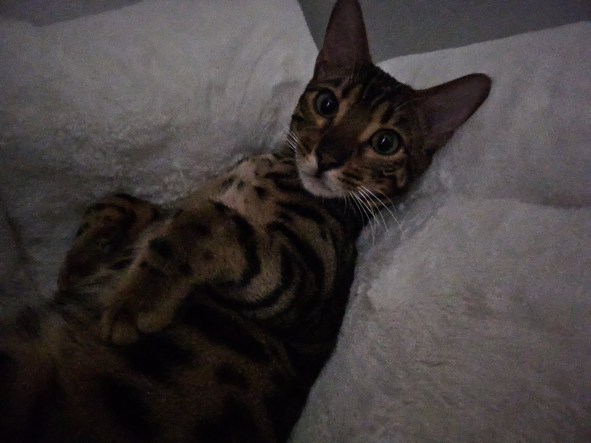 포즈취해주는 고양이