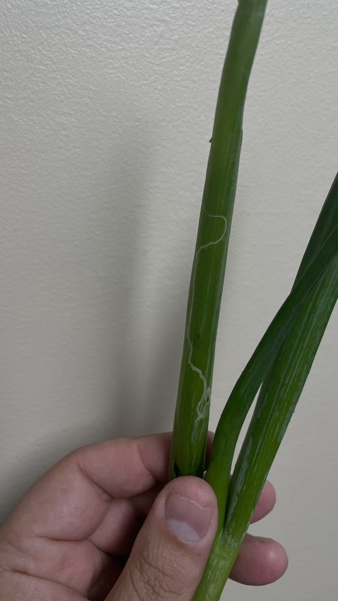 Leaf miner damage in some green onions I bought, Georgia, USA. Not sure what’s the origin of this product, but I really hope we don’t start seeing this pest around here! #PestMonitoring #VegetableIPM