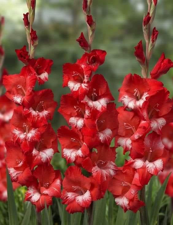 Gladiolus.