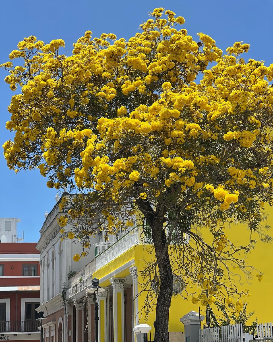 islacaribe_pr's tweet photo. ¿Sabías que la flor oficial de Ponce es la flor del roble 🌼 ? 

Ponce esta demasiado hermoso y fotogénico estos días de florecer sus arboles de robles. https://t.co/HfXeL6mIGF