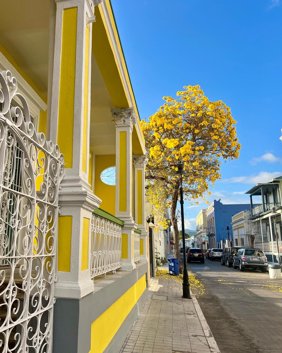 islacaribe_pr's tweet photo. ¿Sabías que la flor oficial de Ponce es la flor del roble 🌼 ? 

Ponce esta demasiado hermoso y fotogénico estos días de florecer sus arboles de robles. https://t.co/HfXeL6mIGF