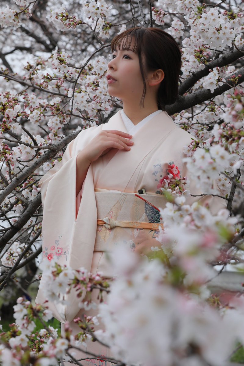 念願の 桜🌸×着物を撮っていただきました☺️ 📸 → 春 乱漫さん @AGbTpknEn3osONp