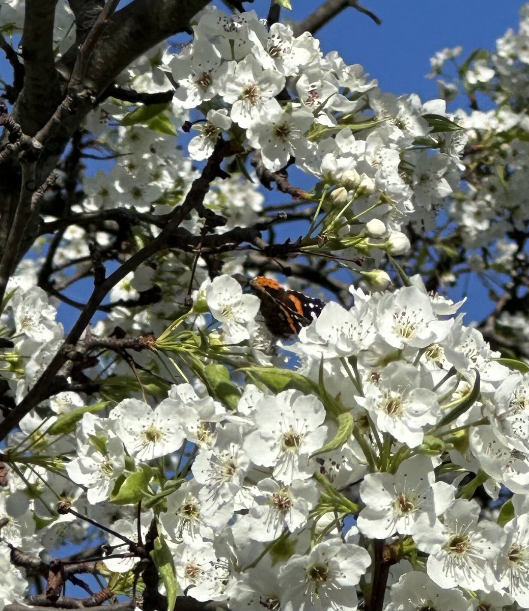 SusanQuaggin's tweet image. More #springtimevibes 🦋 for my #850challenge 🏃‍♀️ to #sockittokidneydisease today - another 3 miles added..