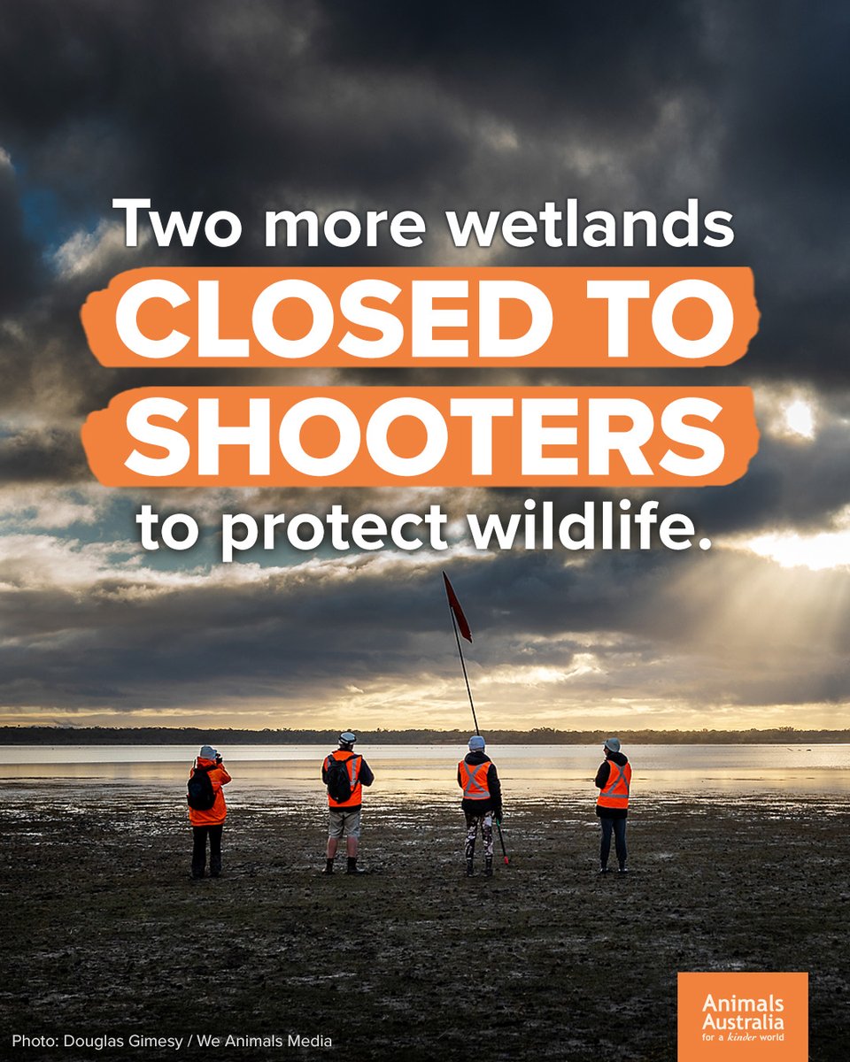 Two more beautiful wetland habitats, Lake Modewarre and Moodie Swamp, have been added to the growing list of sites closed to shooters. This brings the total list of closures to 34 — a record-setting number during the shooting season in Victoria.