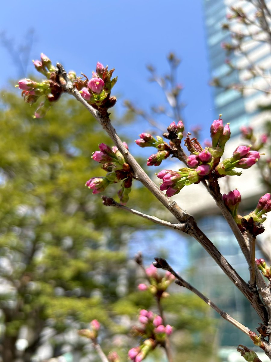 4月15日午前10時 #札幌 #大通公園 公園内でも比較的早く咲く桜 #チシマザクラ 結構いい感じです （清水秀一） #htb #イチモニ #お絵描き天気