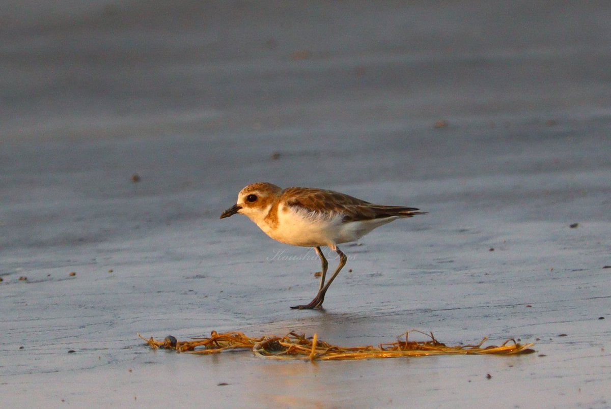 Megalifer yesterday from Kargil beach, Frasergang, WB. Siberian sandplover, endangered in conservation status! Hope the ID is correct! #IndiAves #birdwatching #BirdTwitter #ThePhotoHour #photography #Avibase #BBCWildlifePOTD #birds #NatgeoIndia #BirdsSeenIn2024 #Teamebird #India