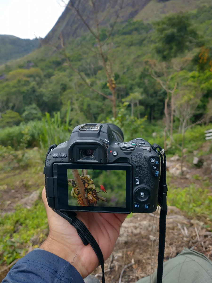 Hoje foi dia de fotografar aves, São Fidélis, RJ