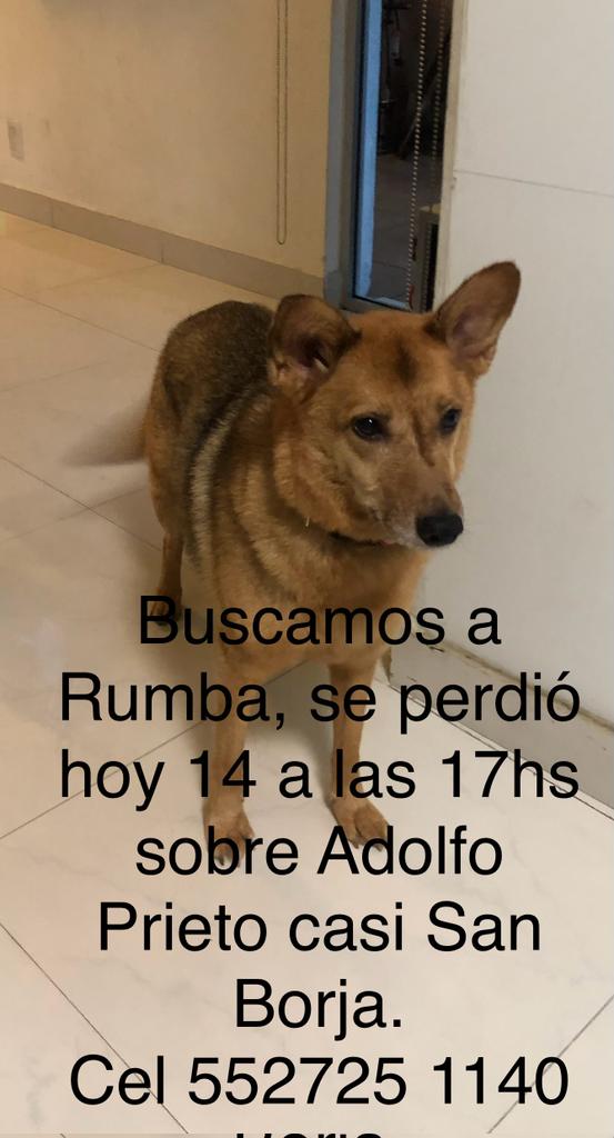 Me piden apoyo para encontrar a 'RUMBA' extraviada hoy 14 de Abril en Colonia del Valle, alcaldía Benito Juárez CDMX