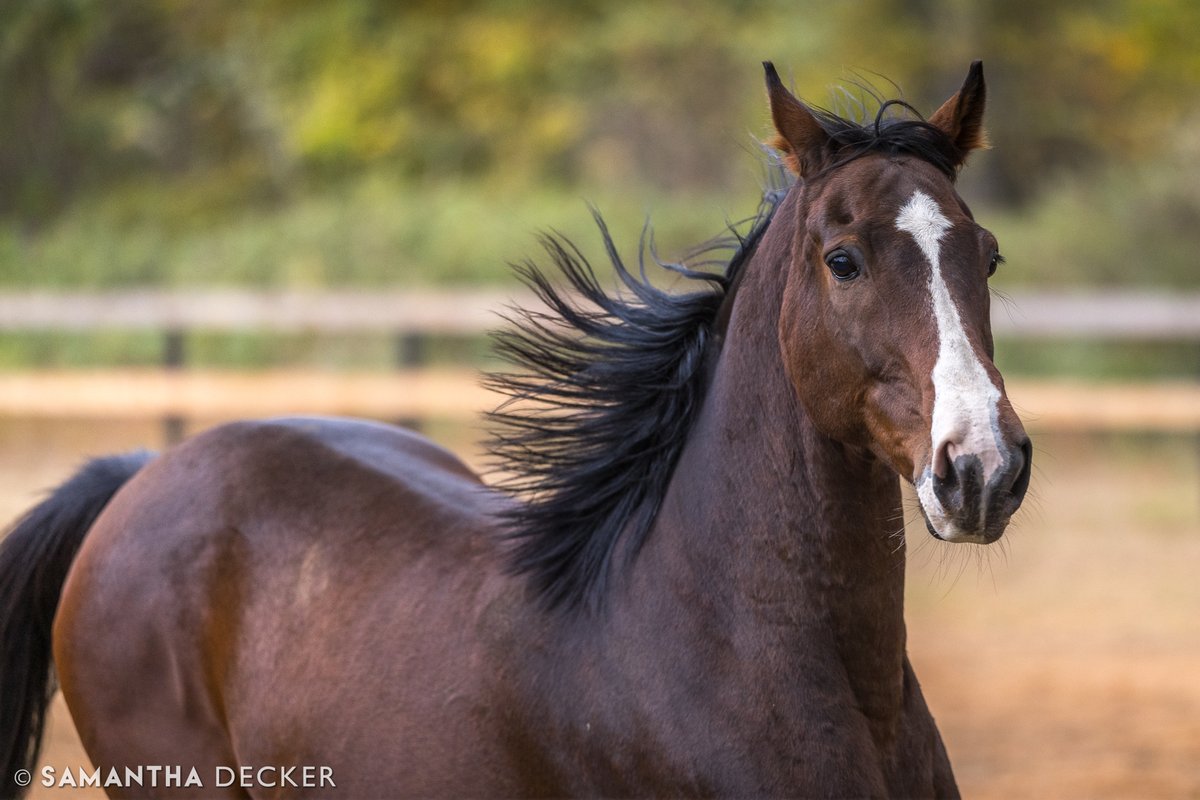 Happy 1️⃣2️⃣th Birthday to the baby of @OldFriendsCC, Bold Illusion! You can celebrate all the boys' birthdays this Saturday at the farm from 12-3 at our annual birthday party!